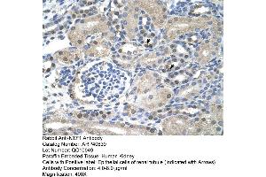 Rabbit Anti-NXF1Antibody  Paraffin Embedded Tissue: Human Kidney Cellular Data: Epithelial cells of renal tubule Antibody Concentration: 4. (NXF1 antibody  (N-Term))
