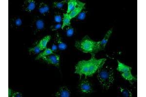 Anti-SLFNL1 mouse monoclonal antibody (ABIN2453653) immunofluorescent staining of COS7 cells transiently transfected by pCMV6-ENTRY SLFNL1 (RC205566). (Schlafen-Like 1 antibody)