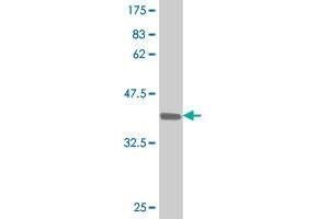 Western Blotting (WB) image for anti-SMAD, Mothers Against DPP Homolog 3 (SMAD3) (AA 147-270) antibody (ABIN517627)