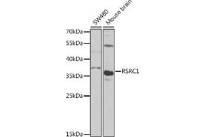 Western blot analysis of extracts of various cell lines, using RSRC1 antibody (ABIN6131423, ABIN6147283, ABIN6147284 and ABIN6223040) at 1:1000 dilution. (RSRC1 antibody  (AA 117-276))