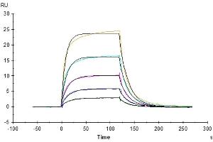 Trastuzumab captured on CM5 Chip via Protein A can bind Mouse Fc gamma RI, His Tag with an affinity constant of 87.