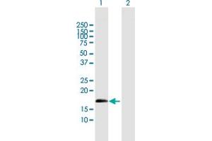 Western Blot analysis of ZNF280D expression in transfected 293T cell line by ZNF280D MaxPab polyclonal antibody.