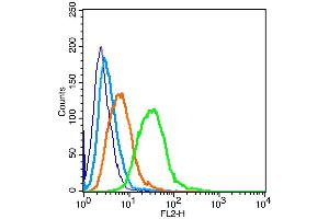 Raji cells probed with Estrogen Receptor alpha + beta Antibody, unconjugated  at 1:100 dilution for 30 minutes compared to control cells (blue) and isotype control (orange) (Insulin Receptor antibody  (AA 51-150))