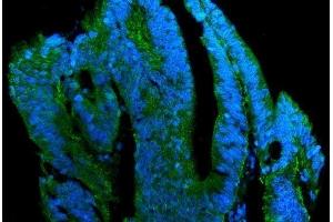 IF analysis of Claudin 7/CLDN-7 using anti-Claudin 7/CLDN-7 antibody (ABIN7602665).