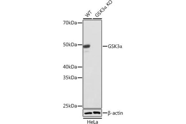 GSK3 alpha antibody