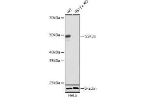 Western blot analysis of extracts from wild type (WT) and GSK3α knockout (KO) HeLa cells, using GSK3α antibody (ABIN7267467) at 1:1000 dilution. (GSK3 alpha antibody)
