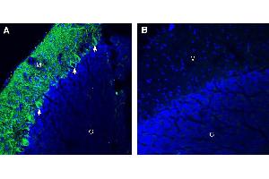 Expression of α2B-Adrenergic Receptor in mouse cerebellumImmunohistochemical staining of perfusion-fixed frozen mouse brain sections with Anti-α2B-Adrenergic Receptor (extracellular) Antibody (ABIN7042900, ABIN7043920 and ABIN7043921), (1:300), followed by goat anti-rabbit-AlexaFluor-488. (Adrenergic, alpha-2B-, Receptor (ADRA2B) Peptide)