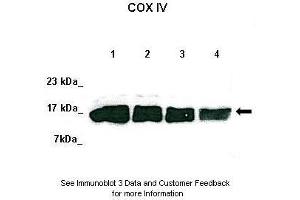 Lanes:   Lane 1: 50ug HeLa lysate Lane 2: 50ug 293T lysate Lane 3: 50ug K562 lysate Lane 4: 50ug MDA-MB-231 lysate  Primary Antibody Dilution:   1:1000  Secondary Antibody:   Anti-rabbit-HRP  Secondary Antibody Dilution:   1:1000  Gene Name:   COX4I1  Submitted by:   David Colecchia, Ph. (COX IV antibody  (N-Term))