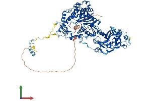 AlphaFold protein structure predicition of Human Recombinant CMTR1 Protein, UniprotID Q8N1G2 (CMTR1 Protein (AA 1-835) (His tag))