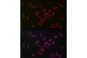 Immunofluorescence analysis of NIH/3T3 cells using [KO Validated] PHD2 Rabbit pAb (ABIN7266909) at dilution of 1:150 (40x lens). (EGLN1 antibody  (AA 1-426))