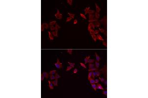 Immunofluorescence analysis of MCF-7 cells using RAMP3 antibody (ABIN5974058). (RAMP3 antibody)