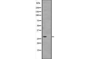 Western blot analysis of ATP6V1D expression in Hela cell lysate,The lane on the left is treated with the antigen-specific peptide. (ATP6V1D antibody  (Internal Region))