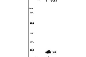 Lane 1: mouse brain lysates Lane 2: mouse heart lysates probed with Anti Ubiquityl Histone H2A. (H2AFX antibody  (ubLys119))