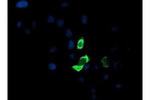 Anti-ENPEP mouse monoclonal antibody (ABIN2455387) immunofluorescent staining of COS7 cells transiently transfected by pCMV6-ENTRY ENPEP (RC210521). (ENPEP antibody)