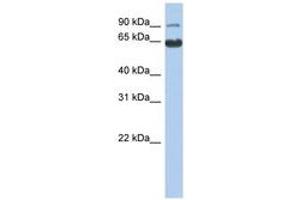 Image no. 1 for anti-KLRAQ Motif Containing 1 (KLRAQ1) (AA 71-120) antibody (ABIN6743716)
