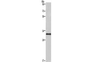 Western Blotting (WB) image for anti-Interleukin 1 alpha (IL1A) antibody (ABIN5547574) (IL1A antibody)