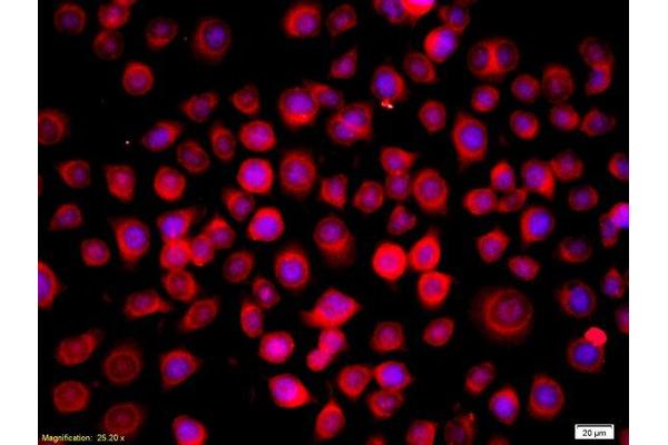 RASSF1 antibody  (AA 145-260)