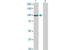 Western Blot analysis of SRPK1 expression in transfected 293T cell line by SRPK1 monoclonal antibody (M11), clone 1D11. (SRPK1 antibody  (AA 371-470))