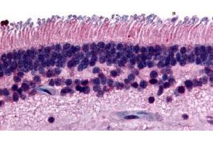 Anti-PTPRM antibody  ABIN1049277 IHC staining of human eye, retina. (PTPRM antibody  (Internal Region))