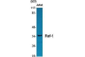 Western Blot (WB) analysis of specific cells using Ref-1 Polyclonal Antibody. (APEX1 antibody  (Internal Region))