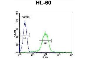 CHST2 Antibody (Center) flow cytometric analysis of HL-60 cells (right histogram) compared to a negative control cell (left histogram).