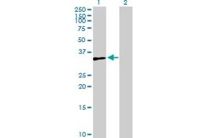 Western Blot analysis of ZNF75A expression in transfected 293T cell line by ZNF75A MaxPab polyclonal antibody. (ZNF75A antibody  (AA 1-296))