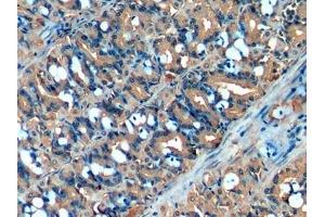 Detection of PIGR in Porcine Stomach Tissue using Polyclonal Antibody to Polymeric Immunoglobulin Receptor (PIGR) (PIGR antibody  (AA 19-120))