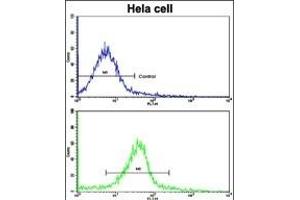 Flow cytometric analysis of hela cells using GLRX2 Antibody (C-term )(bottom histogram) compared to a negative control cell (top histogram). (Glutaredoxin 2 antibody  (C-Term))