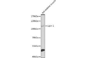 Western blot analysis of extracts of rat skeletal muscle, using Lipin 1 antibody  at 1:1000 dilution. (Lipin 1 antibody  (AA 741-890))