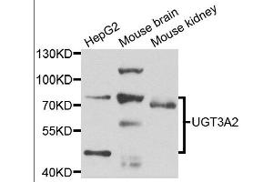 Western blot analysis of extracts of various cell lines, using UGT3A2 antibody. (UGT3A2 antibody)