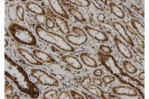 ABIN6277454 at 1/100 staining Human kidney tissue by IHC-P. (PPP2CB antibody  (C-Term))