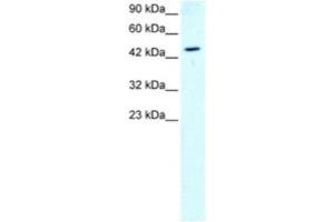 Western Blotting (WB) image for anti-GATA Binding Protein 2 (GATA2) antibody (ABIN2460296) (GATA2 antibody)