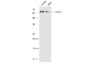 Lane 1: Jurkat lysates Lane 2: Hela lysates probed with CD33 Polyclonal Antibody, Unconjugated  at 1:500 dilution and 4˚C overnight incubation. (CD33 antibody  (AA 261-364))