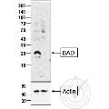 anti-BCL2-Associated Agonist of Cell Death (BAD) (AA 101-204) antibody