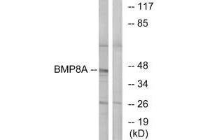 BMP8A antibody  (C-Term)