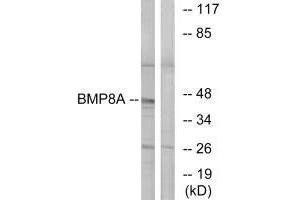 Western blot analysis of extracts from COLO cells, using BMP8A antibody. (BMP8A antibody  (C-Term))