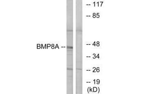 BMP8A anticorps  (C-Term)