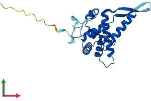 Protein Structure (PS) image for Ribosomal Protein S5 (RPS5) (AA 1-204) protein (His tag) (ABIN7551598)