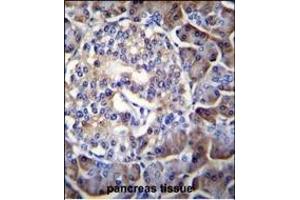 HIP1R Antibody (N-term) (ABIN655061 and ABIN2844690) immunohistochemistry analysis in formalin fixed and paraffin embedded human pancreas tissue followed by peroxidase conjugation of the secondary antibody and DAB staining. (HIP1R antibody  (N-Term))