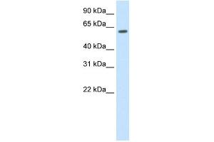 WB Suggested Anti-HDAC1 Antibody Titration: 1. (HDAC1 antibody  (C-Term))