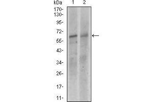 Western blot analysis using KEAP1 mouse mAb against NIH3T3 (1), and A549 (2) cell lysate. (KEAP1 antibody  (AA 380-624))