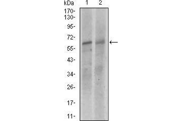 KEAP1 anticorps  (AA 380-624)