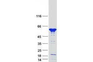 Western Blotting (WB) image for Nucleosome Assembly Protein 1-Like 1 (NAP1L1) (Transcript Variant 1) protein (Myc-DYKDDDDK Tag) (ABIN2726802)
