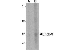 Western Blotting (WB) image for anti-Endonuclease G (ENDOG) antibody (ABIN1031748) (Endonuclease G antibody)