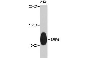 Western blot analysis of extracts of A431 cells, using SRP9 antibody.