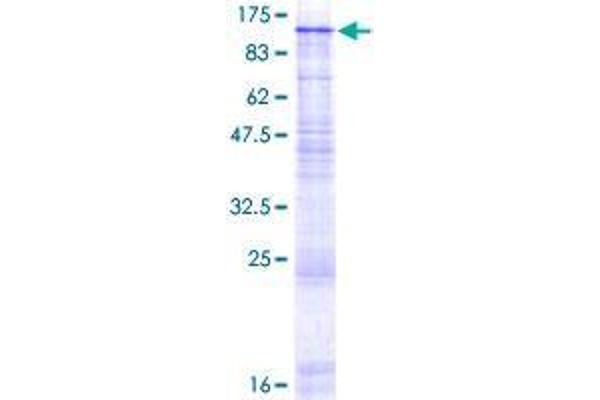 GBA2 Protein (AA 1-927) (GST tag)