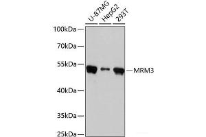 Western blot analysis of extracts of various cell lines using MRM3 Polyclonal Antibody at dilution of 1:3000. (RNMTL1 antibody)