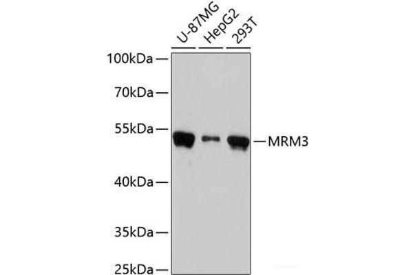 RNMTL1 Antikörper