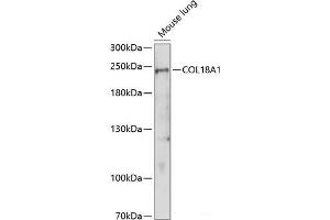 Western blot analysis of extracts of Mouse lung using COL18A1 Polyclonal Antibody at dilution of 1:1000. (COL18A1 antibody)