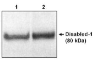 Image no. 1 for anti-Disabled Homolog 1 (Drosophila) (DAB1) (C-Term) antibody (ABIN264970) (DAB1 antibody  (C-Term))